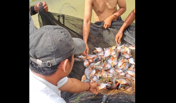 Panen Budidaya Ikan Air Tawar Desa Pangkalan Kecamatan Teluknaga